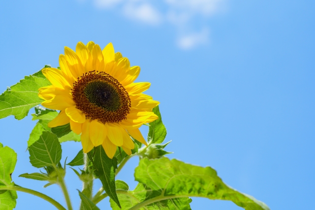 7月29日獅子座新月は焦らず丁寧に